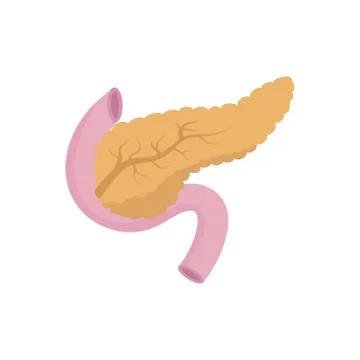 Vector illstration of pancreas . Flat design. Isolated. Stock Illustration