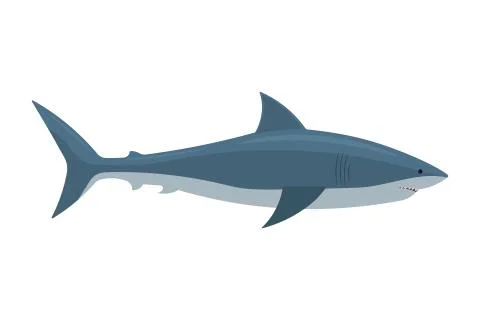 Vector illstration of shark. Flat design. Isolated. Stock Illustration