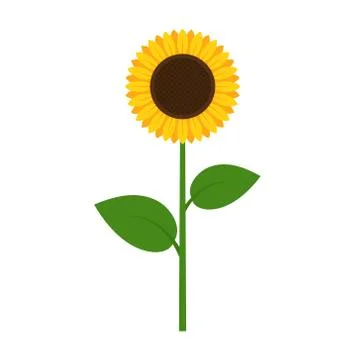 Vector illstration of sunflower. Flat design. Isolated. Stock Illustration