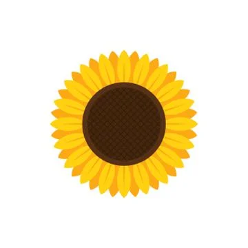 Vector illstration of sunflower on white background. Isolated. Stock Illustration
