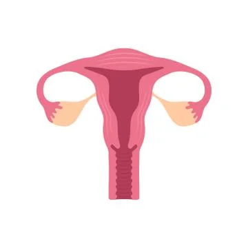 Vector illstration of uterus. Flat design. Isolated. Stock Illustration