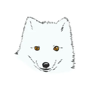 Vector Illustrated Portrait of Arctic fox. Cute white fluffy face of Polar Fo Stock Illustration