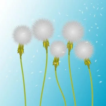 Vector illustration of 5 realistic white fluffy dandelion. Five dandelions. Stock Illustration