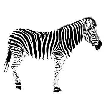 Vector illustration of abstract zebra Stock Illustration