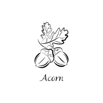 Vector illustration of acorn. Illustrazione stock
