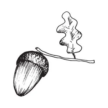 Vector illustration of an acorn with an oak leaf. Black and white hand draw.. Stock Illustration