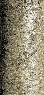 Vector illustration of Almond tree bark background. Amygdalus Prunus georgica Stock Illustration