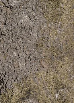 Vector illustration of Almond tree bark background. Amygdalus Prunus georgica Stock Illustration