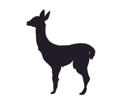 Vector illustration of alpaca standing, drawing silhouette Stock Illustration