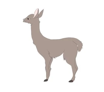 Vector illustration of alpaca that stands, drawing color Stock-Illustration