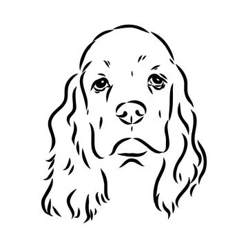 Vector illustration of an American Cocker Spaniel isolated on a white backgro Stock Illustration