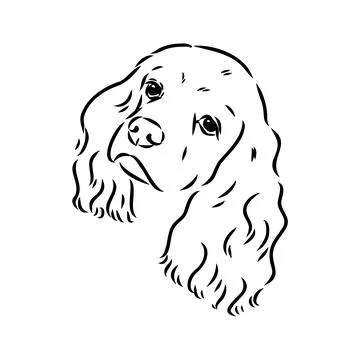 Vector illustration of an American Cocker Spaniel isolated on a white backgro Stock Illustration