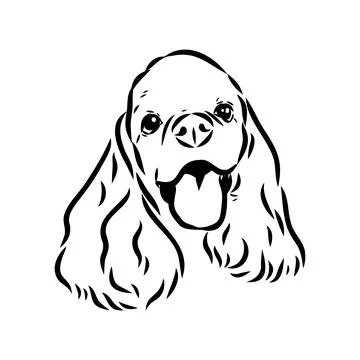 Vector illustration of an American Cocker Spaniel isolated on a white backgro Stock Illustration