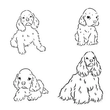 Vector illustration of an American Cocker Spaniel isolated on a white backgro Stock Illustration