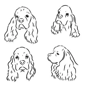 Vector illustration of an American Cocker Spaniel isolated on a white backgro Stockillustratie