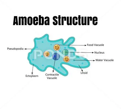 Vector illustration of amoeba anatomy. Educational structure: Graphic ...