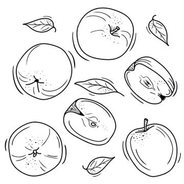 Vector illustration of apples in Doodle style. Stock Illustration