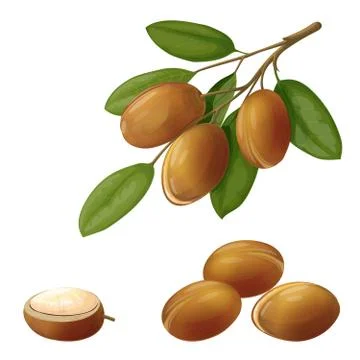 Vector illustration of an argan, made in a realistic style. Fruits on a branc Illustrazione stock
