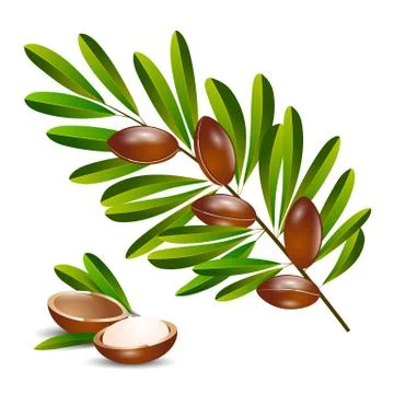 Vector illustration argan tree branch Stock Illustration