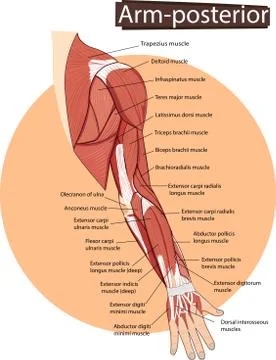 Vector illustration of Arm anatomy Stock Illustration