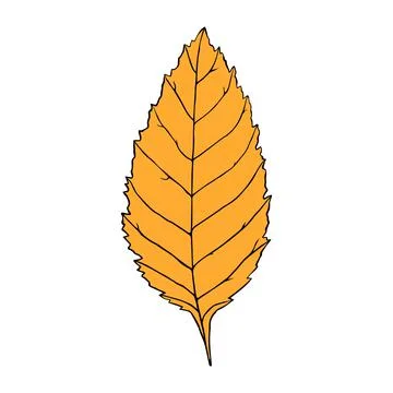 Vector illustration of ash leaf in cartoon style. Colorful isolated element Ilustración de archivo