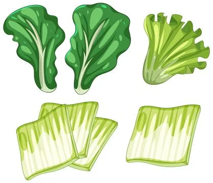 Vector Illustration of Asian Leafy Greens Stock Illustration