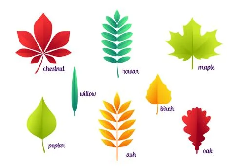Vector illustration of autumn leaves Ilustração Stock