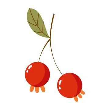 Vector illustration of autumn red currant berries Stock Illustration