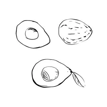 Vector illustration of an avocado on a white isolated background. Shop sketch Stock Illustration