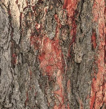 Vector illustration of the background and texture of the bark of the purple.. Stock Illustration