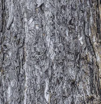 Vector illustration of a background of the bark of a Pinus nigra tree, family Stock Illustration