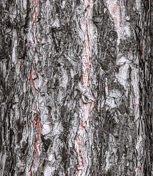 Vector illustration of a background of the bark of a Pinus nigra tree, family Stock Illustration