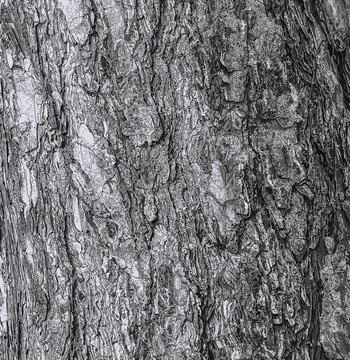 Vector illustration of a background of the bark of a Pinus nigra tree, family Stock Illustration
