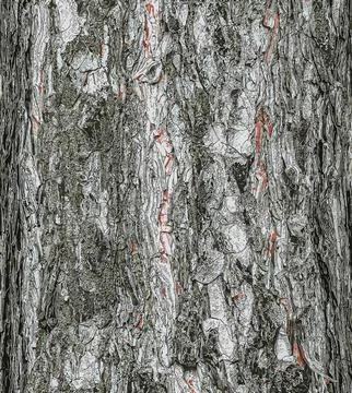 Vector illustration of a background of the bark of a Pinus nigra tree, family Stock Illustration