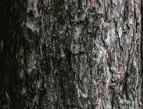 Vector illustration of a background of the bark of a Pinus nigra tree, family Stock Illustration