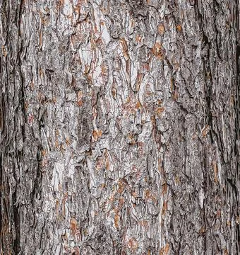 Vector illustration of a background of the bark of a Pinus nigra tree, family Stock Illustration