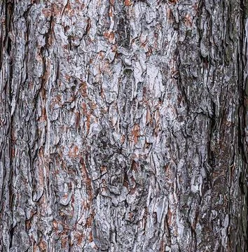 Vector illustration of a background of the bark of a Pinus nigra tree, family Stock Illustration