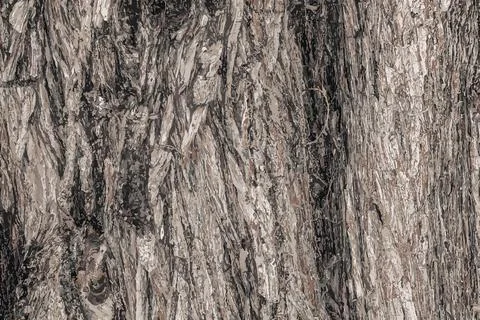 Vector illustration Background of Cypress tree bark Cupressocyparis leyland.. Stock Illustration