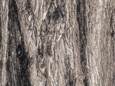 Vector illustration Background of Cypress tree bark Cupressocyparis leyland.. Stock Illustration