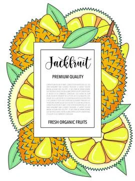 Vector Illustration background with jackfruit, whole and pieces. Stock Illustration