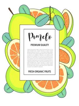 Vector illustration background with pomelo, whole and pieces. Stock Illustration