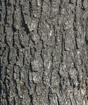 Vector illustration Background of Turkish hazel bark. Latin name Corylus colu Stock Illustration