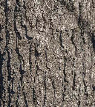 Vector illustration Background of Turkish hazel bark. Latin name Corylus colu Stock Illustration