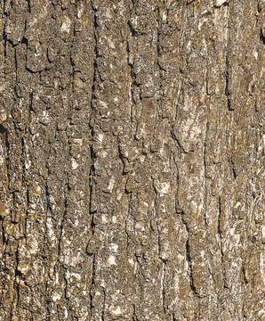 Vector illustration Background of Turkish hazel bark. Latin name Corylus colu Stock Illustration
