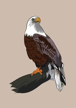Vector illustration of bald eagle. Stock Illustration