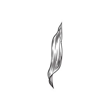 Vector illustration of bamboo leaf sketch in graphic black and white style. Illustrazione stock
