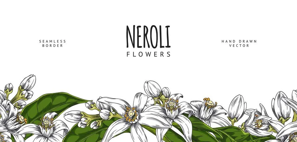 Vector illustration of banner with hand drawn neroli flowers and leaves on th Stock Illustration