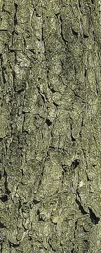 Vector illustration of Bark Background of European Horse Chestnut Aesculus hi Stock Illustration