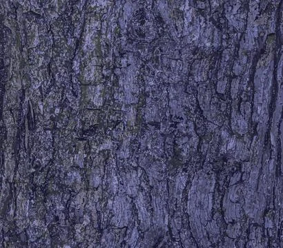 Vector illustration of the bark texture of Field Maple or Acer campestre. N.. Stock Illustration