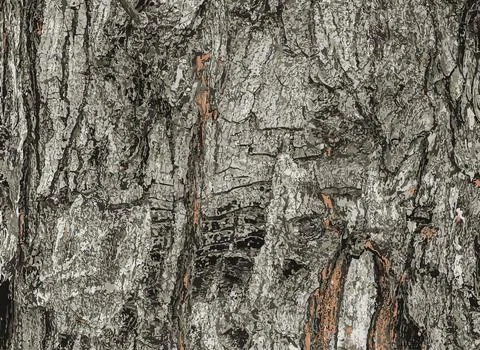 Vector illustration of the bark texture of Field Maple or Acer campestre. N.. Illustrazione stock